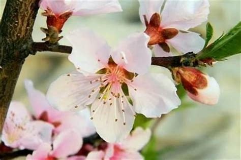 如何催桃花|催桃花最灵的方法 招桃花戴什么饰品